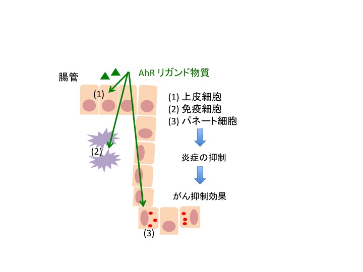 AhRによるがん抑制の作用機序を示す図