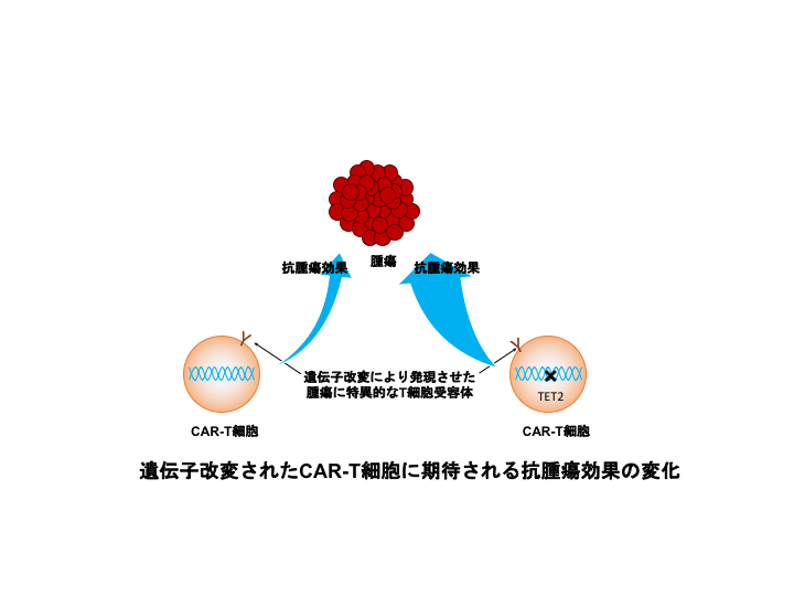 CAR-T療法