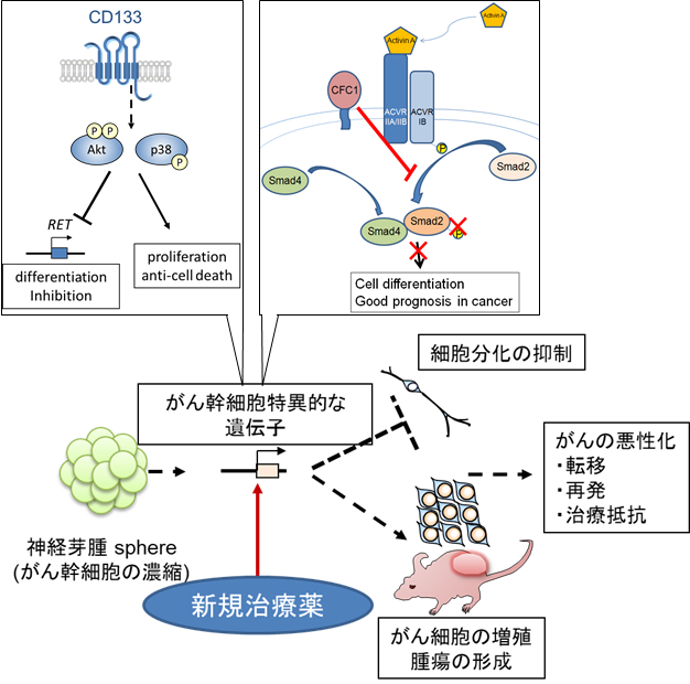 がん幹細胞特異的な治療法開発（画像）