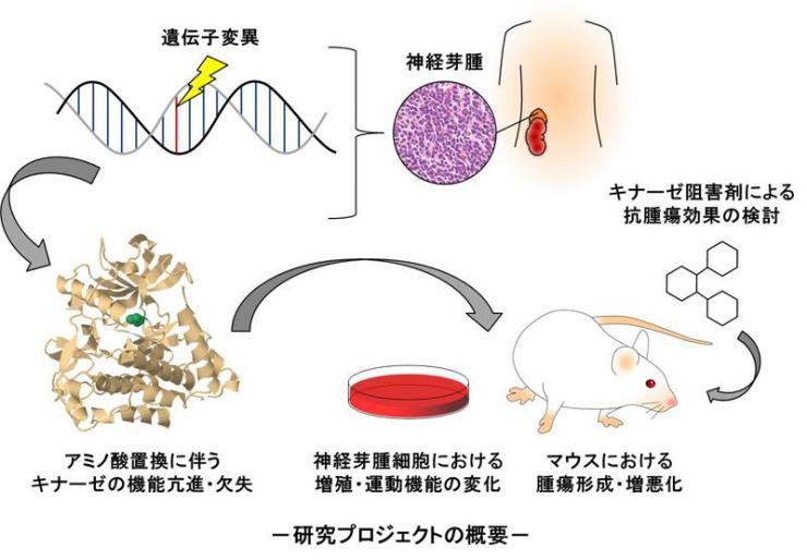 研究プロジェクトの概要図