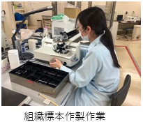 組織標本作製作業