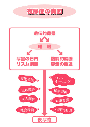 夜尿症の病因の図