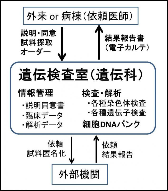 遺伝検査室の役割図