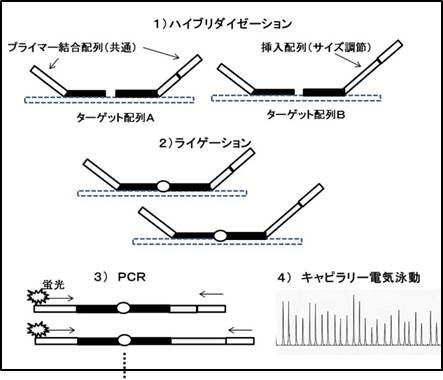 MLPA法原理