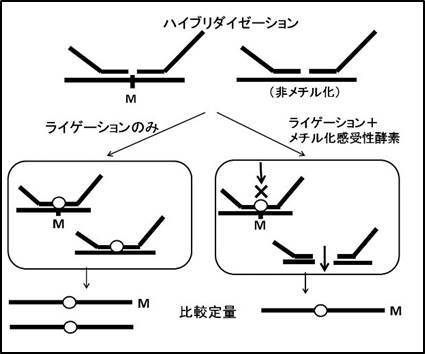 MS-MLPA法原理の図